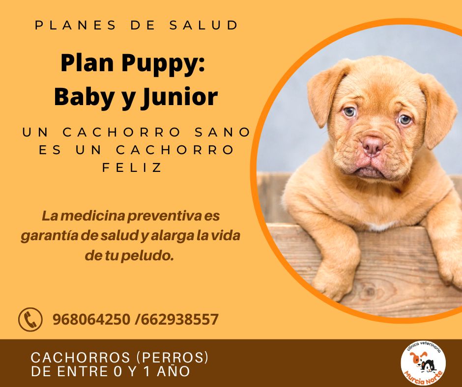 plan salud perro, planes de salud, medicina preventiva veterinaria, plan salud murcia